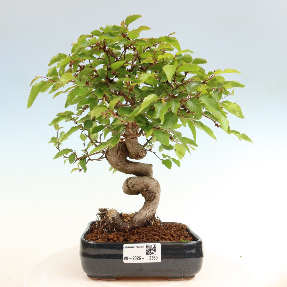 Venkovní bonsai -Carpinus coreana - Habr korejský