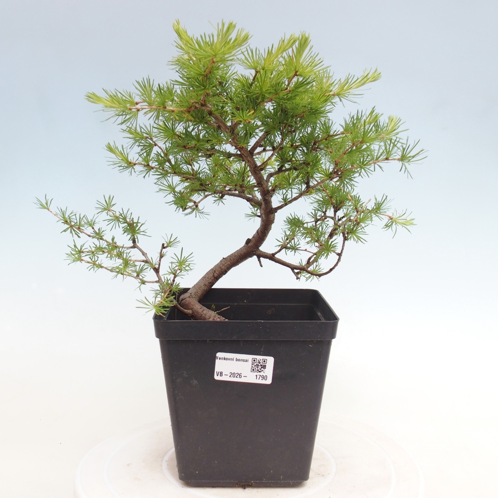 Venkovní bonsai -Larix decidua - Modřín opadavý 