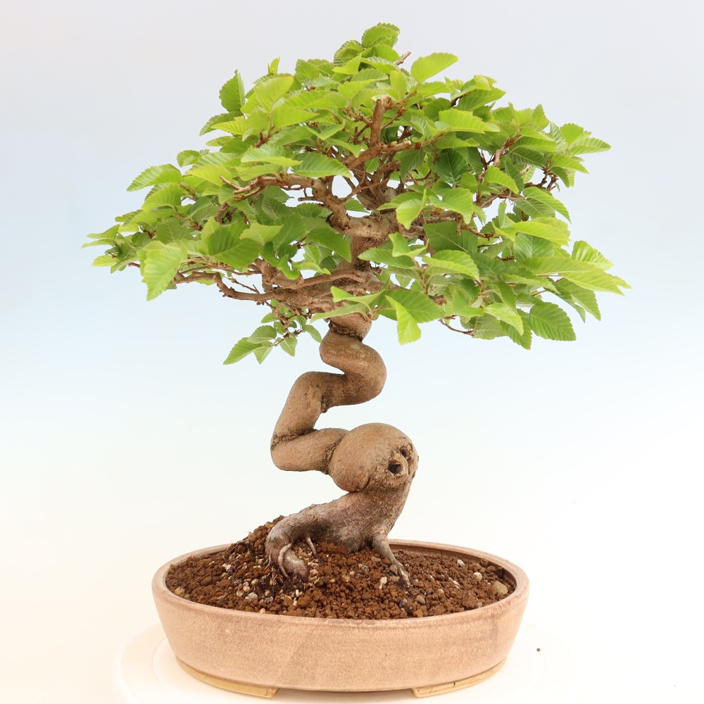 Venkovní bonsai -Carpinus coreana - Habr korejský