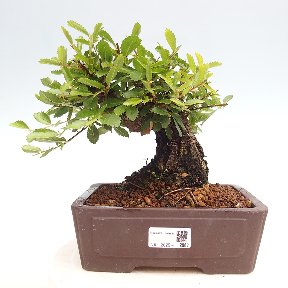 Venkovní bonsai - Zelkova - Zelkova NIRE