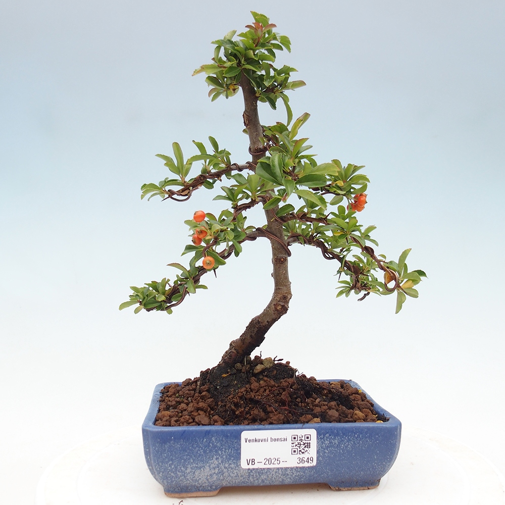 Venkovní bonsai-Pyracanta Teton -Hlohyně