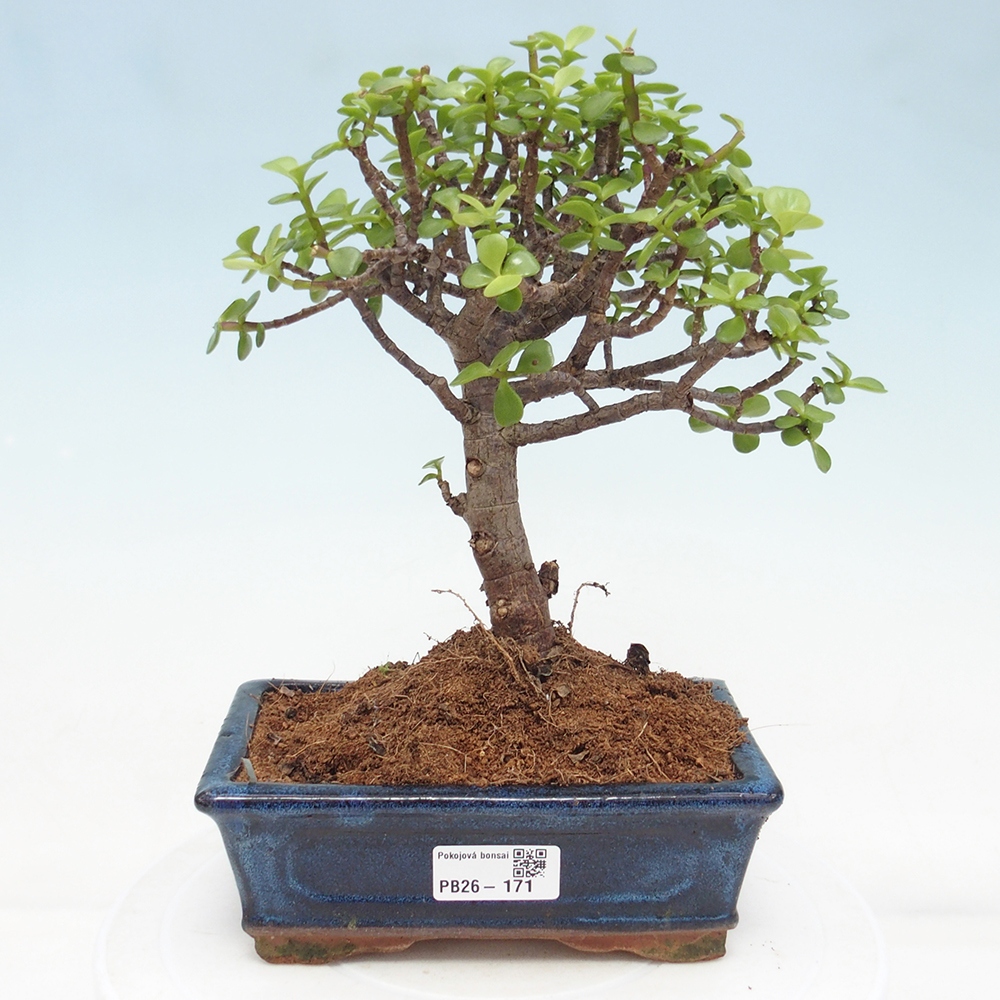 Pokojová bonsai - Portulakaria Afra - Tlustice