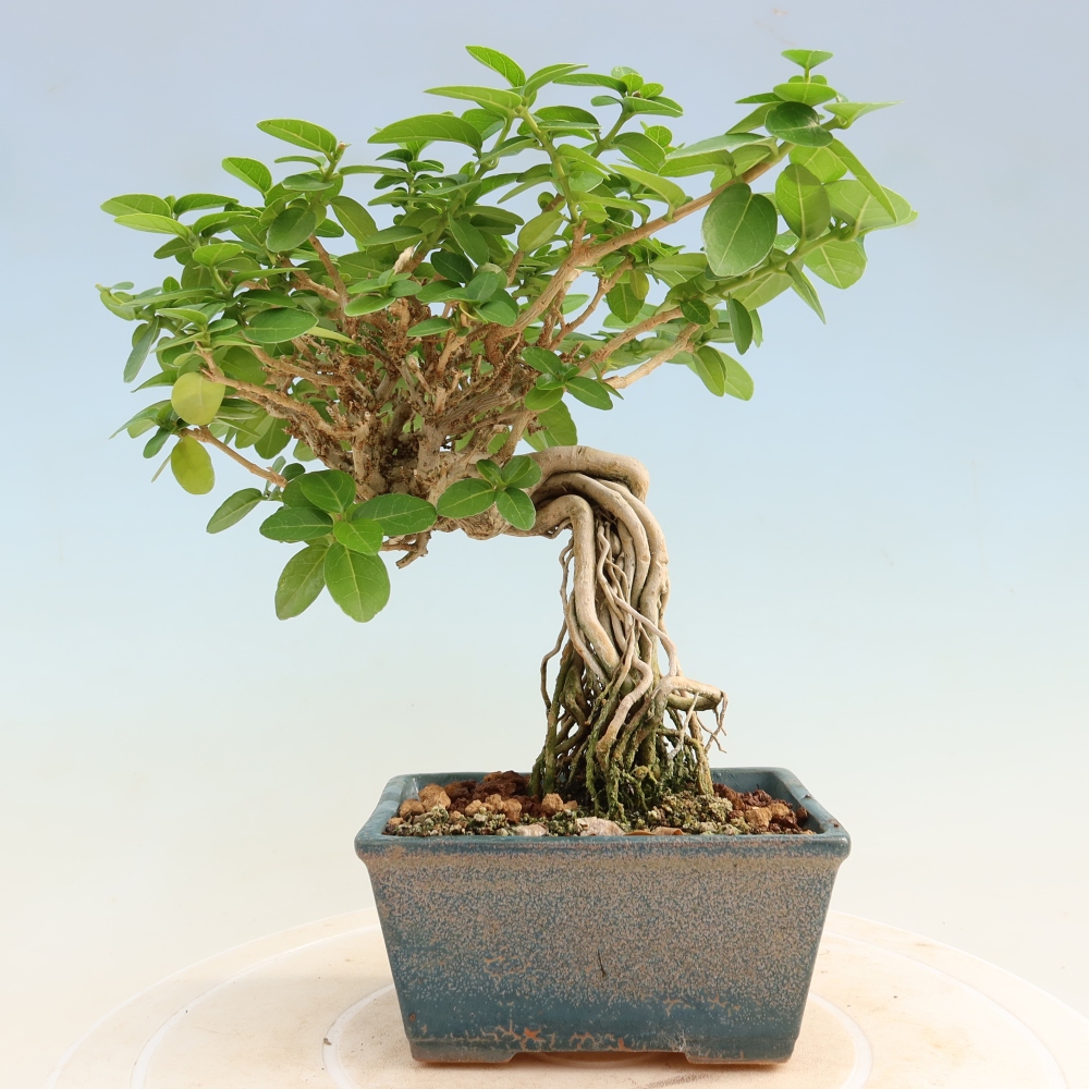 Pokojová bonsai - Premna serratifolia  - Kozlovoň malolistá