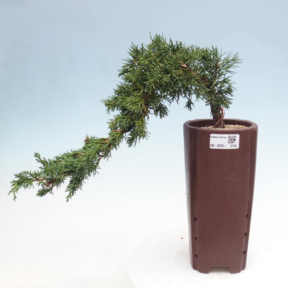Venkovní bonsai - Juniperus chinensis Kishu -Jalovec čínský