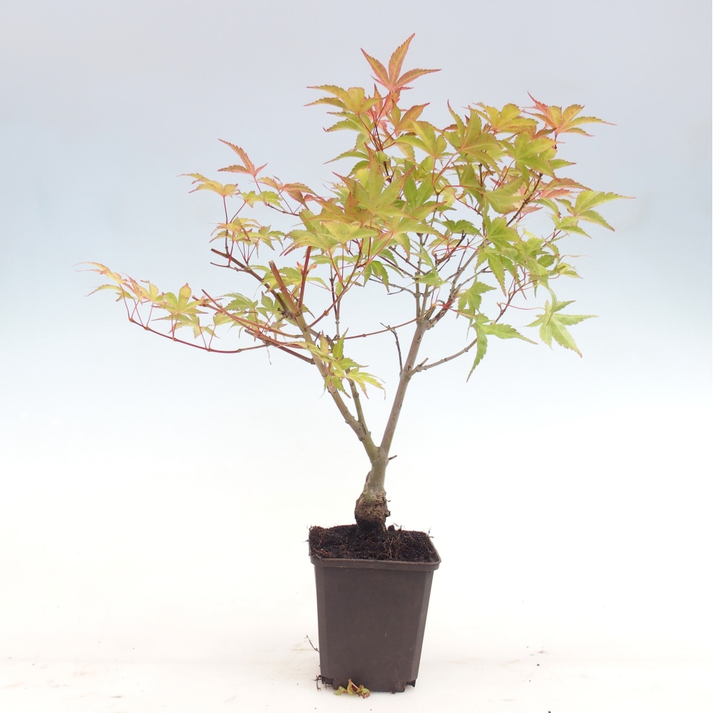 Venkovní bonsai -Javor dlanitolistý  - Acer palmatum Beni Tsukasa v kontejneru