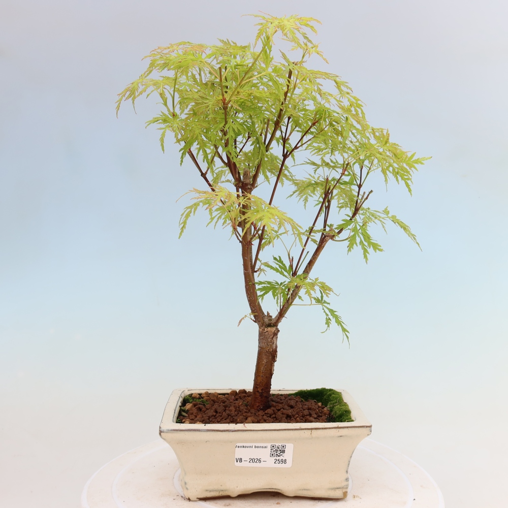 Venkovní bonsai - Acer palmatum Dissectum - Javor dlanitolistý 