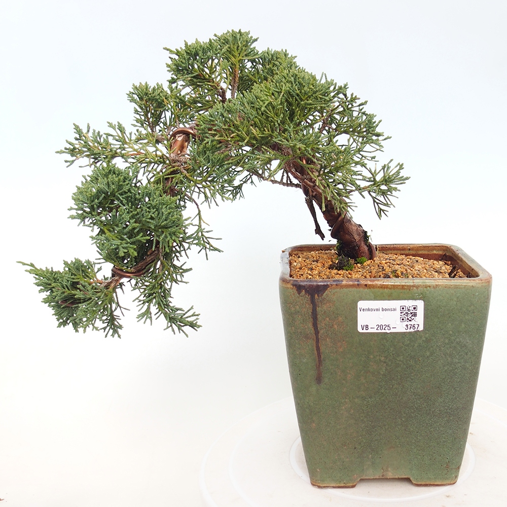 Venkovní bonsai - Juniperus chinensis Kishu -Jalovec čínský