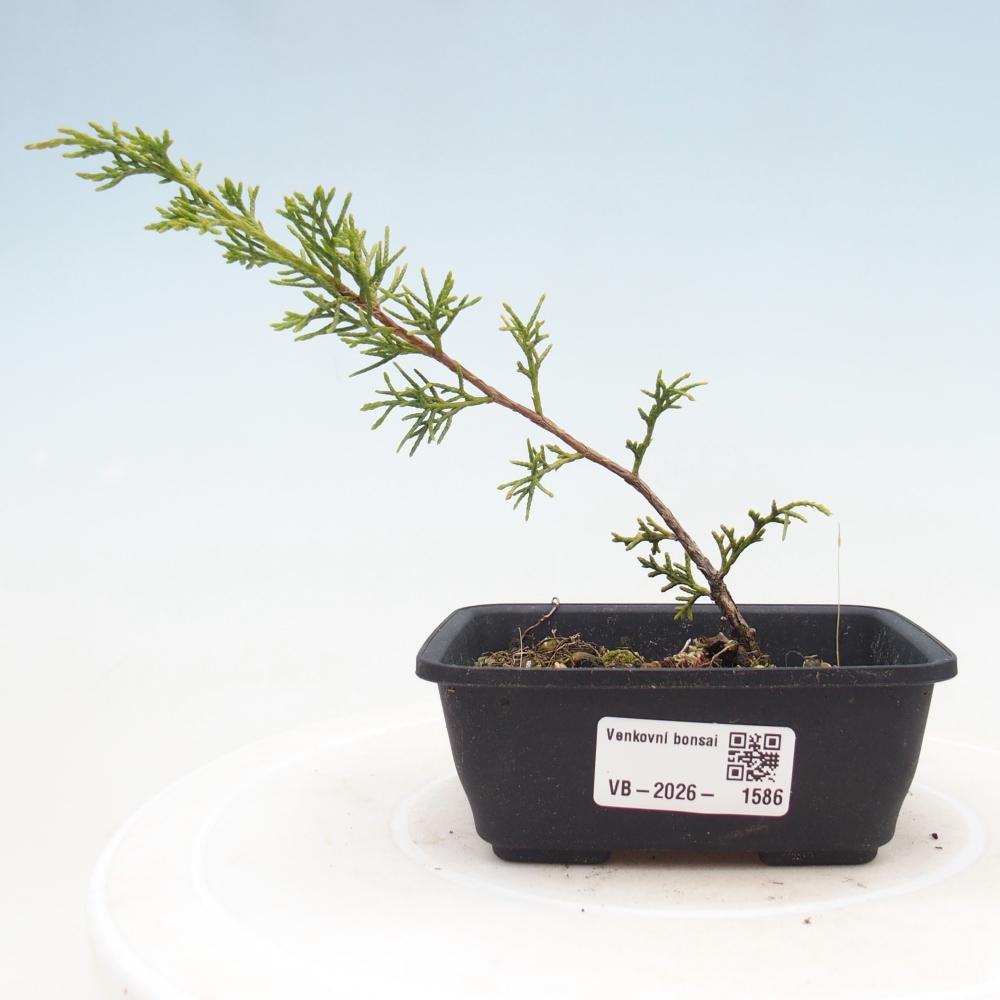 Venkovní bonsai - Juniperus chinensis Itoigawa -Jalovec čínský