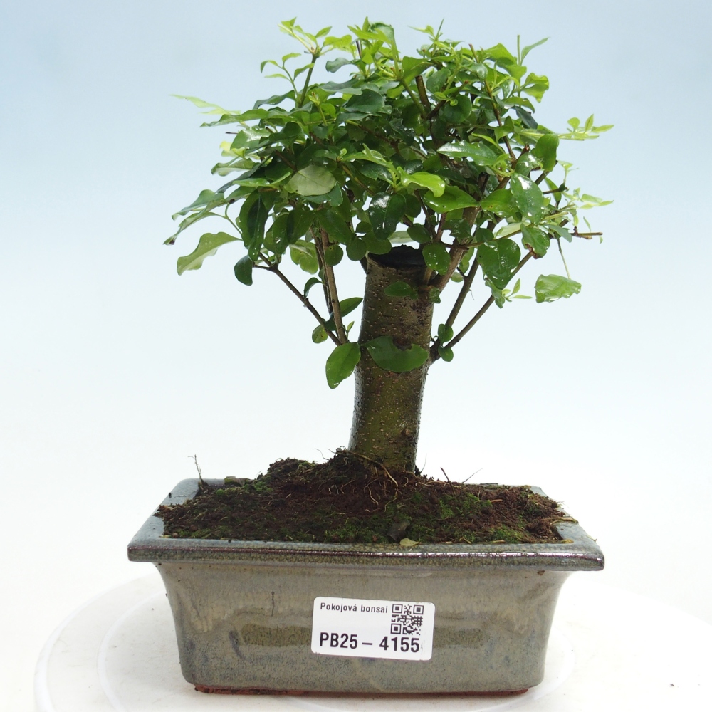 Pokojová bonsai -Ligustrum chinensis - Ptačí zob