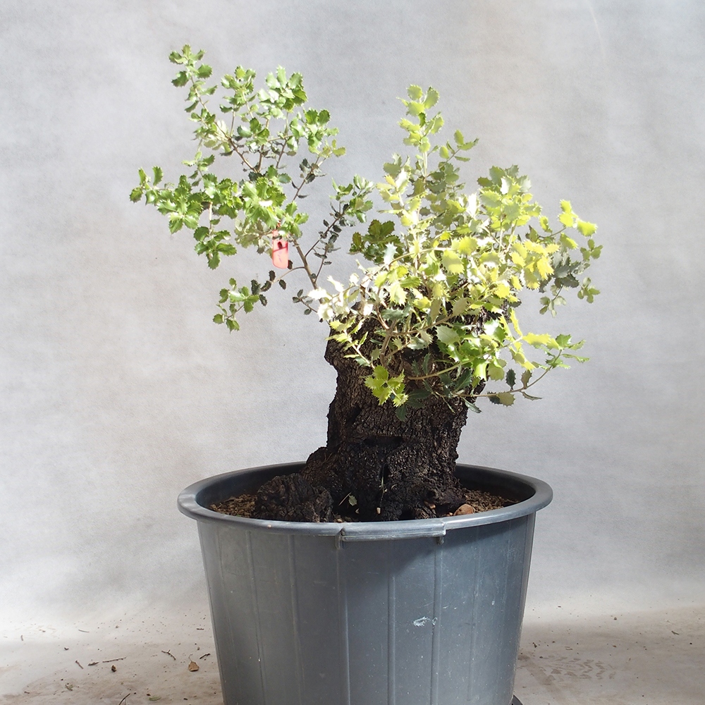 Venkovní bonsai Quercus Cerris - Dub Cer