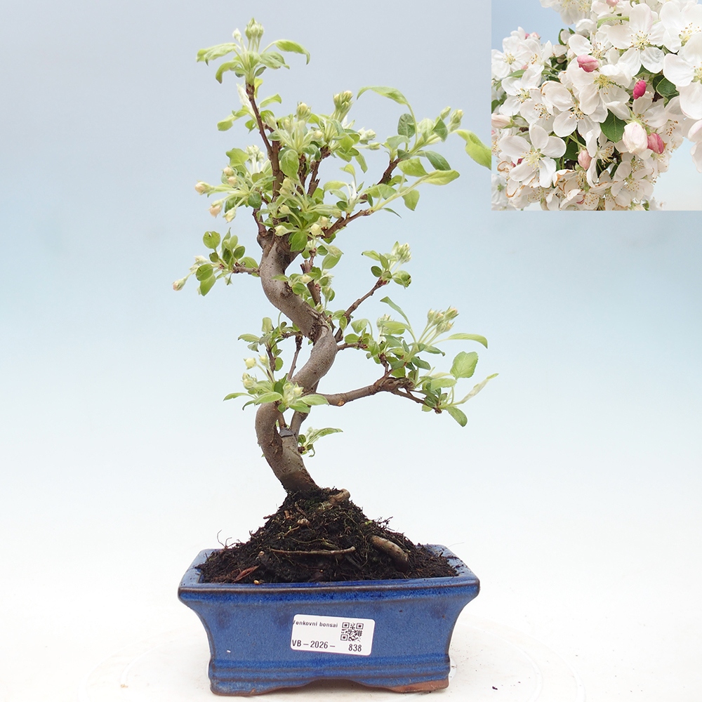 Venkovní bonsai -Malus halliana - Maloplodá jabloň