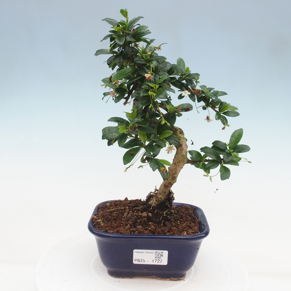 Pokojová bonsai - Carmona macrophylla - Čaj fuki
