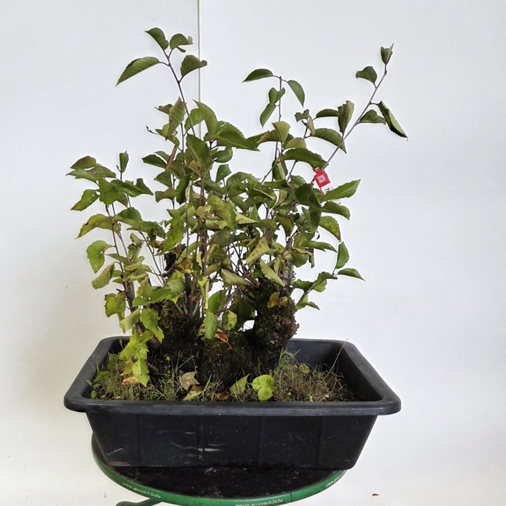 Venkovní bonsai Třešeň - Prunus aviata