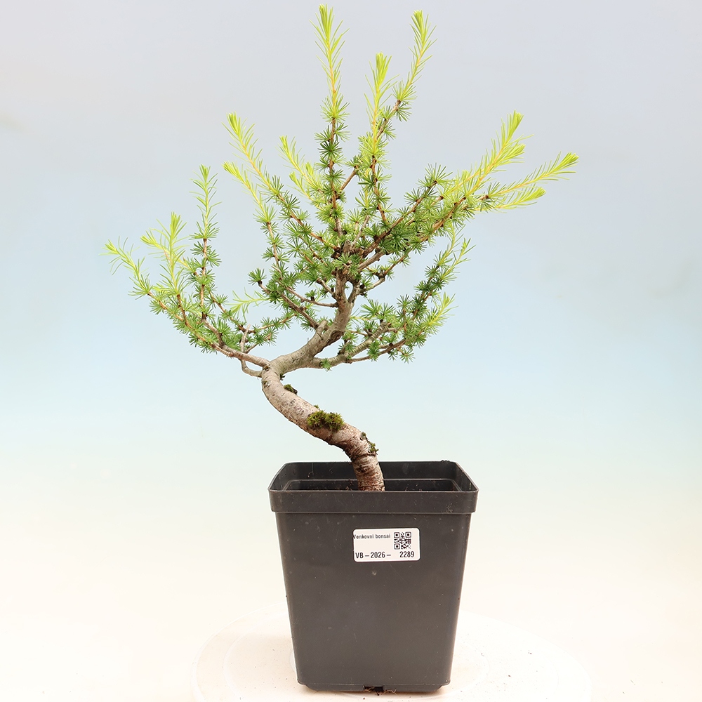 Venkovní bonsai -Larix decidua - Modřín opadavý 