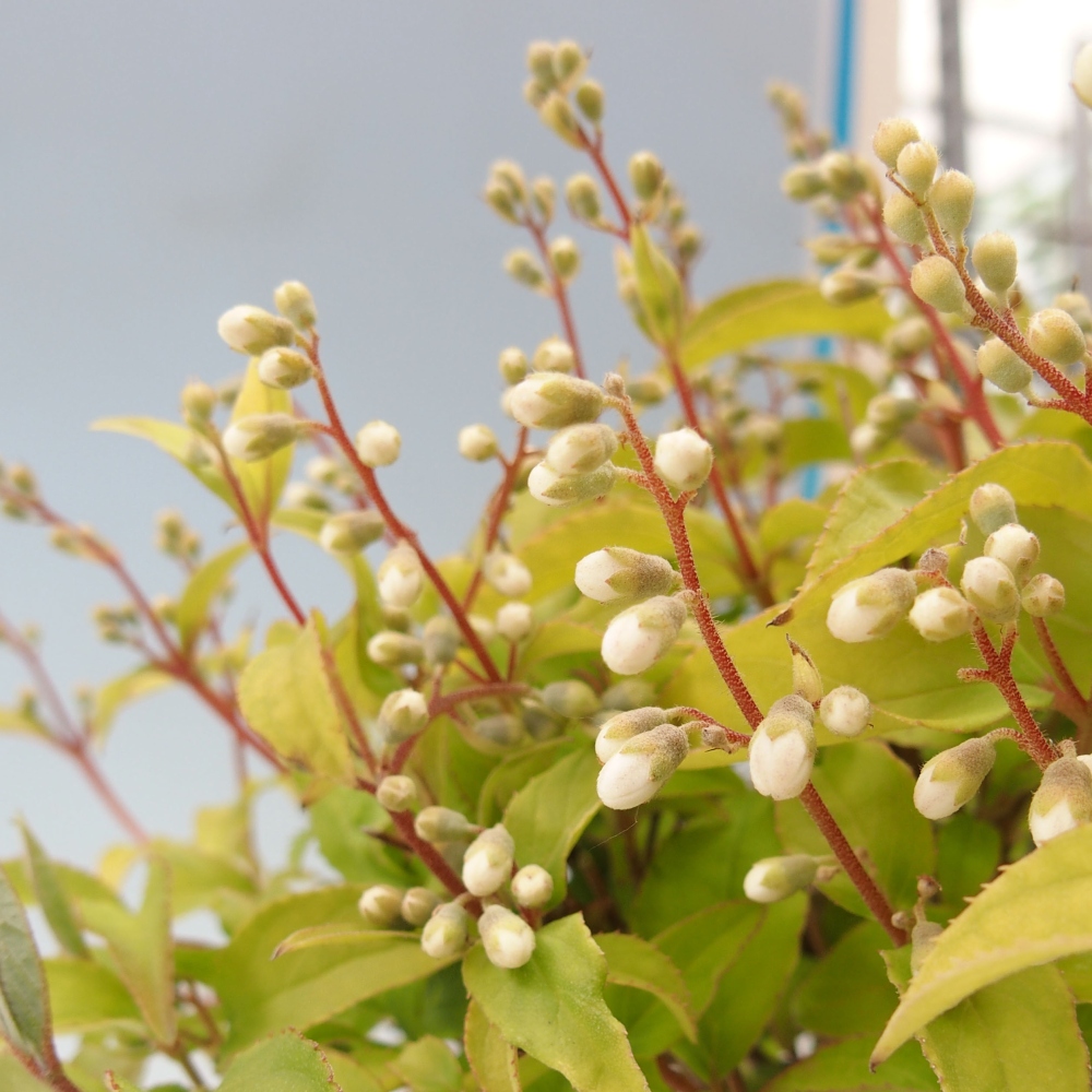 Venkovní bonsai - Deutzia scabra Candidissima - Trojpuk