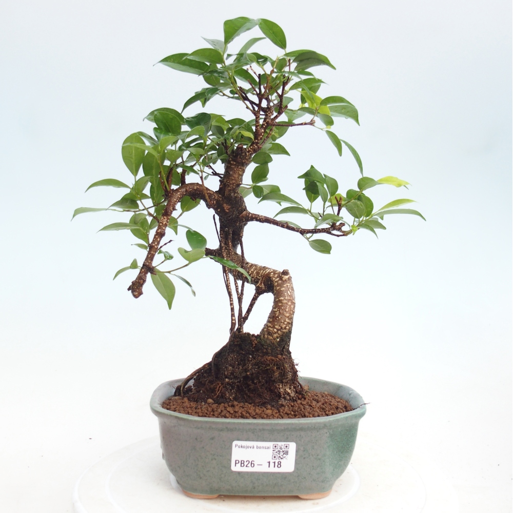 Pokojová bonsai - Ficus retusa -  malolistý fíkus