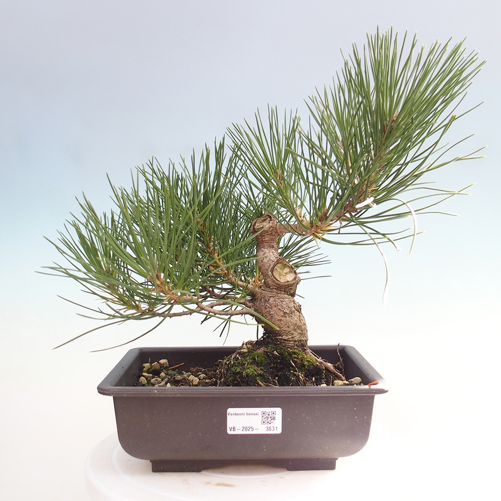 Venkovní bonsai - Pinus thunbergii - Borovice thunbergova