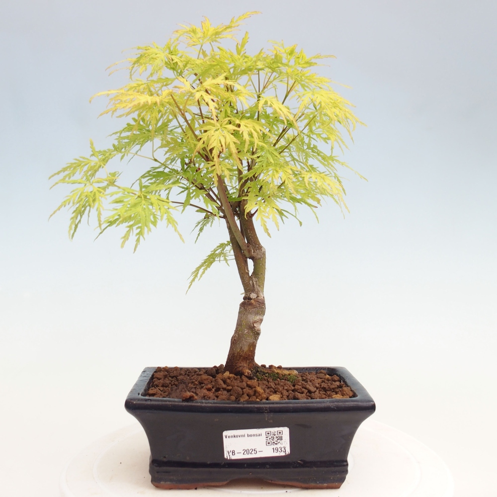 Venkovní bonsai - Acer palmatum Dissectum - Javor dlanitolistý 