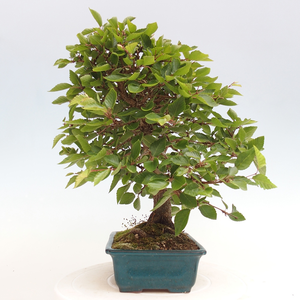 Venkovní bonsai -Carpinus Coreana - Habr korejský
