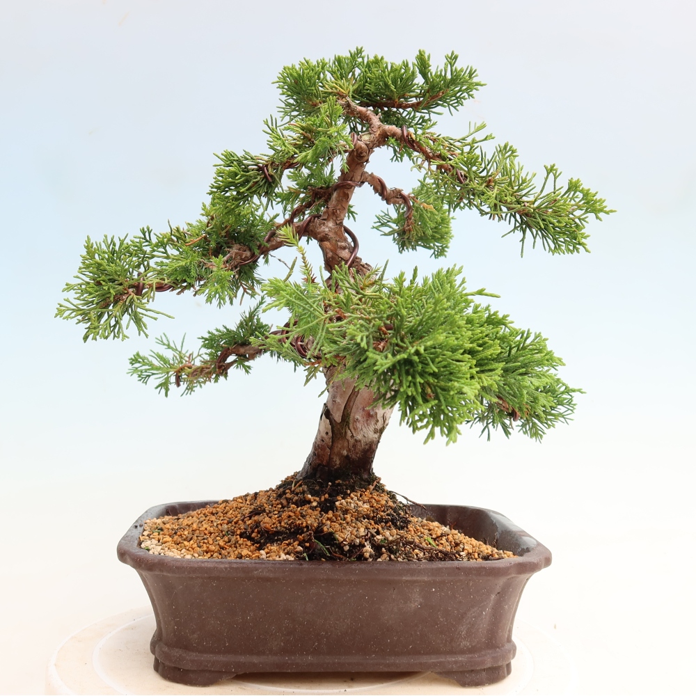 Venkovní bonsai - Juniperus chinensis Itoigawa-Jalovec čínský