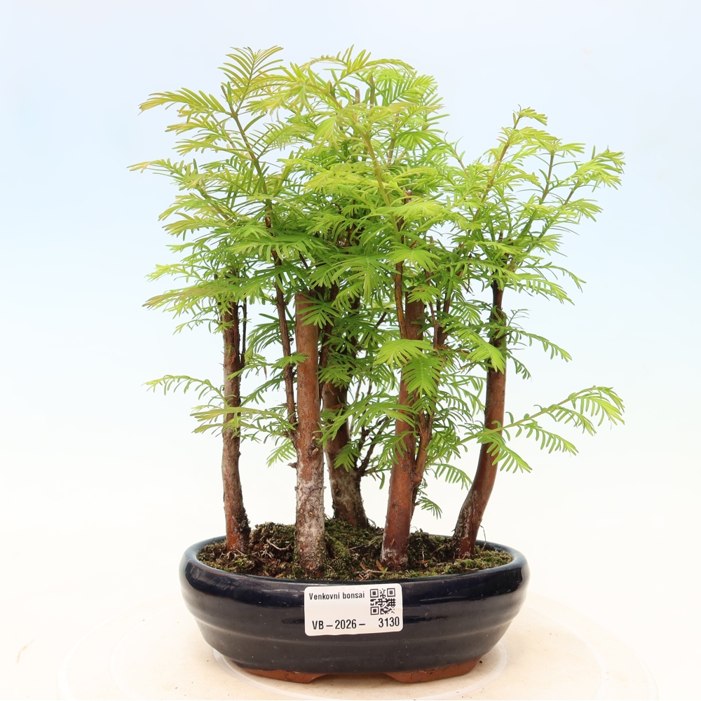 Venkovní bonsai - Metasequoia glyptostroboides - Metasekvoje čínská - lesík