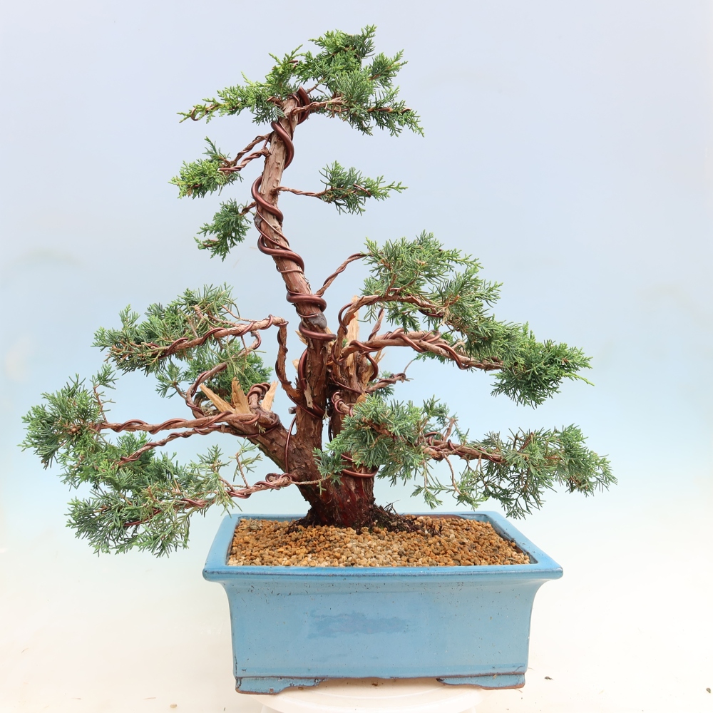 Venkovní bonsai - Juniperus chinensis Kishu -Jalovec čínský