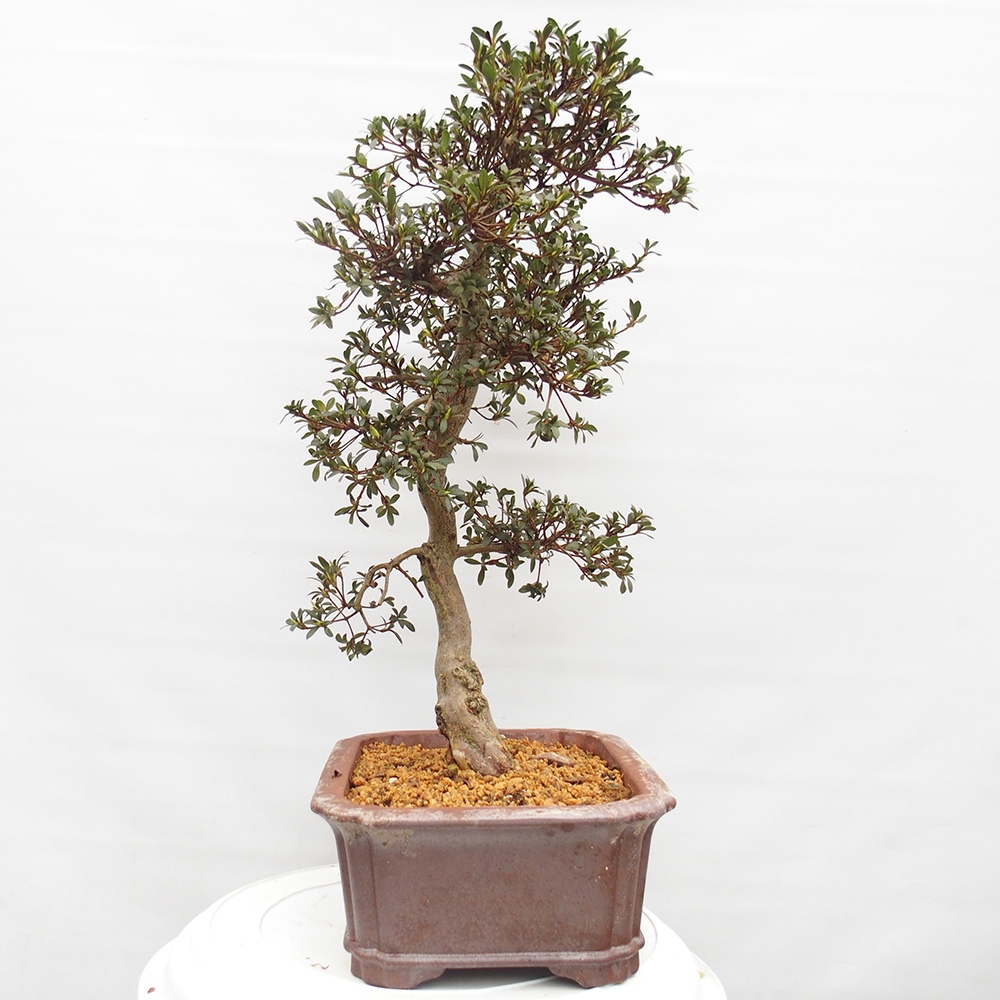 Venkovní bonsai - Japonská azalka - Azalea satsuki