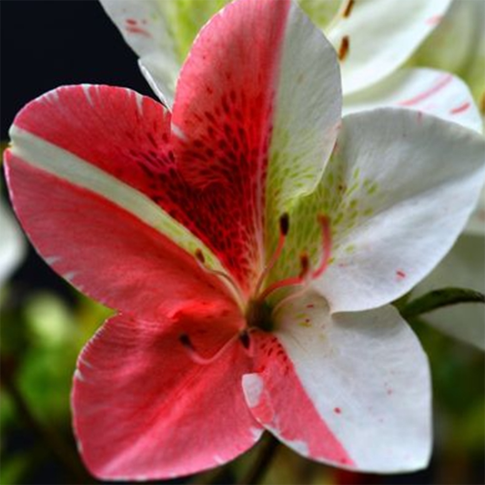 Venkovní bonsai - Japonská azalka - Azalea Kisshoten