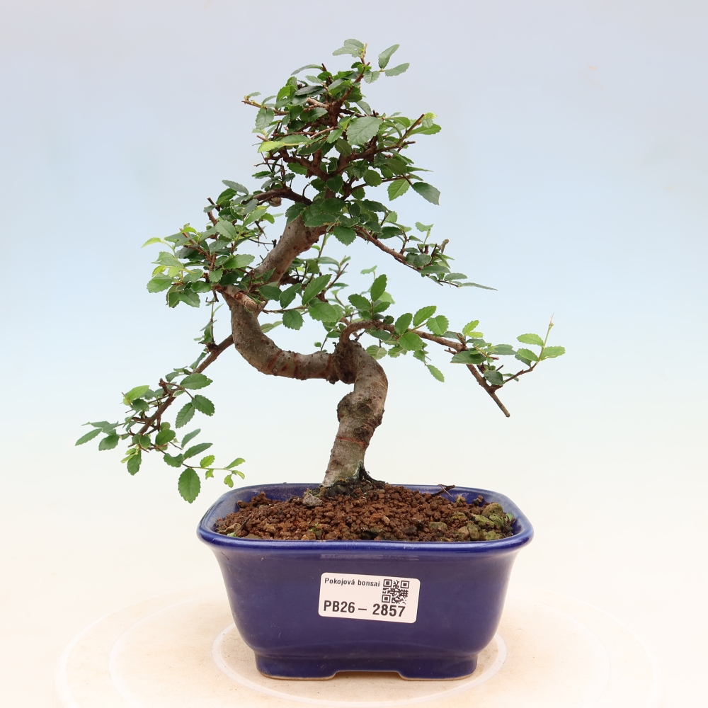 Pokojová bonsai - Ulmus parvifolia - Malolistý jilm