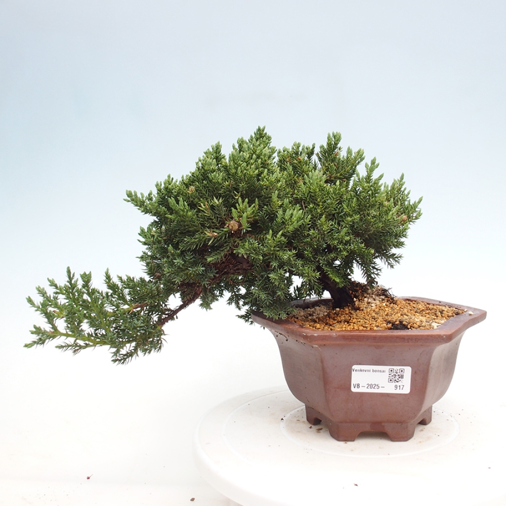 Venkovní bonsai - Juniperus procumbens - Jalovec polehavý
