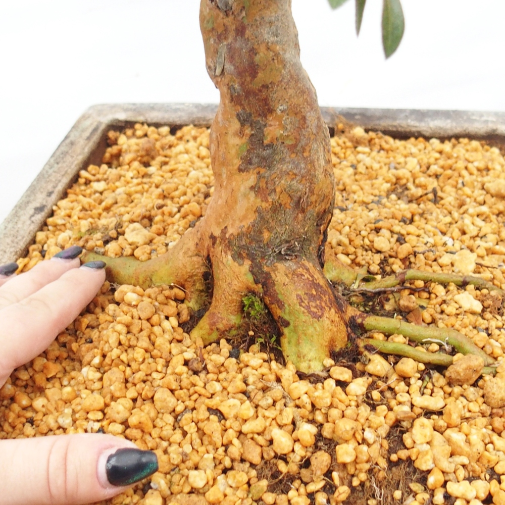 Venkovní bonsai - Japonská azalka - Azalea Hanatsuzuri