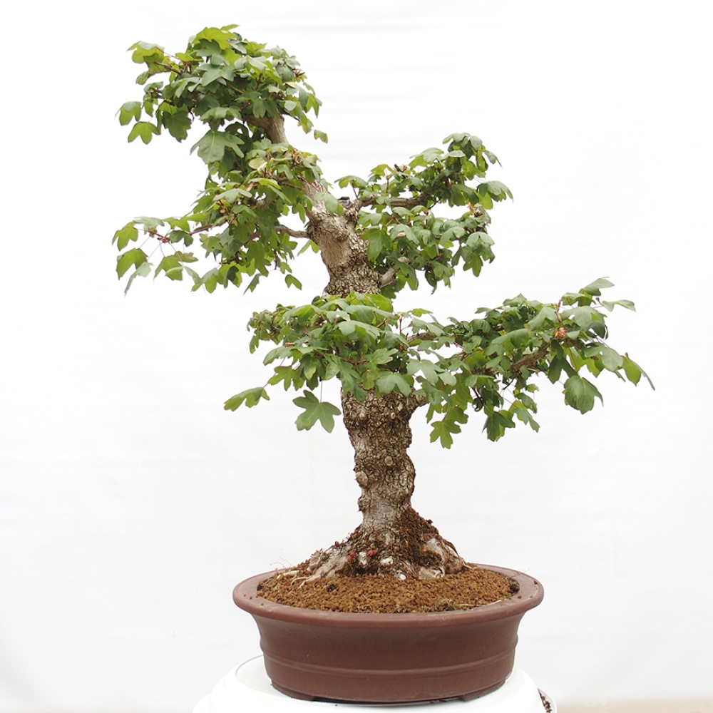 Venkovní bonsai -Javor babyka - Acer campestre