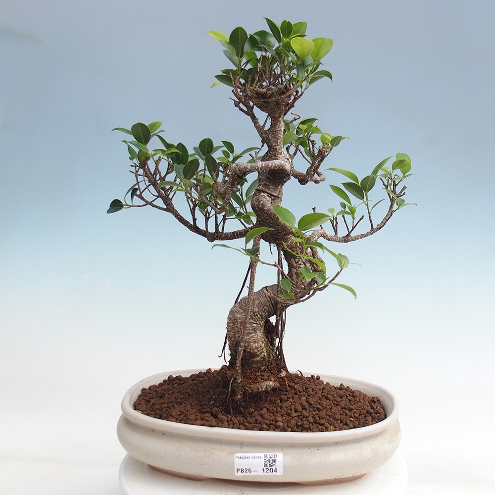 Pokojová bonsai - Ficus kimmen -  malolistý fíkus