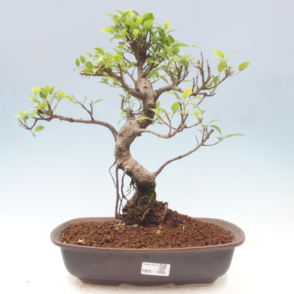 Pokojová bonsai - Ficus kimmen -  malolistý fíkus