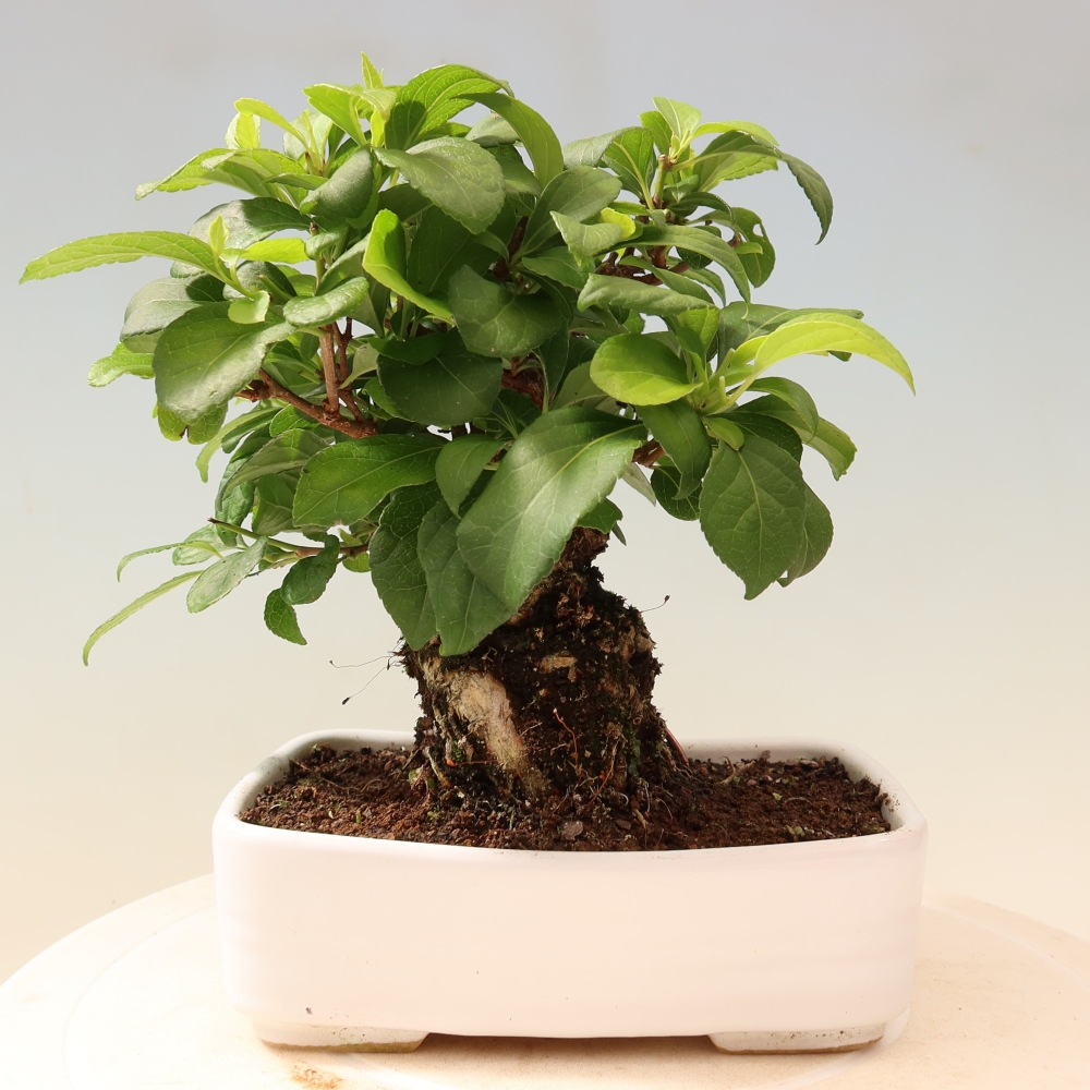 Venkovní bonsai - Celastrus  orbiculatus - Jesenec okrouhlolistý