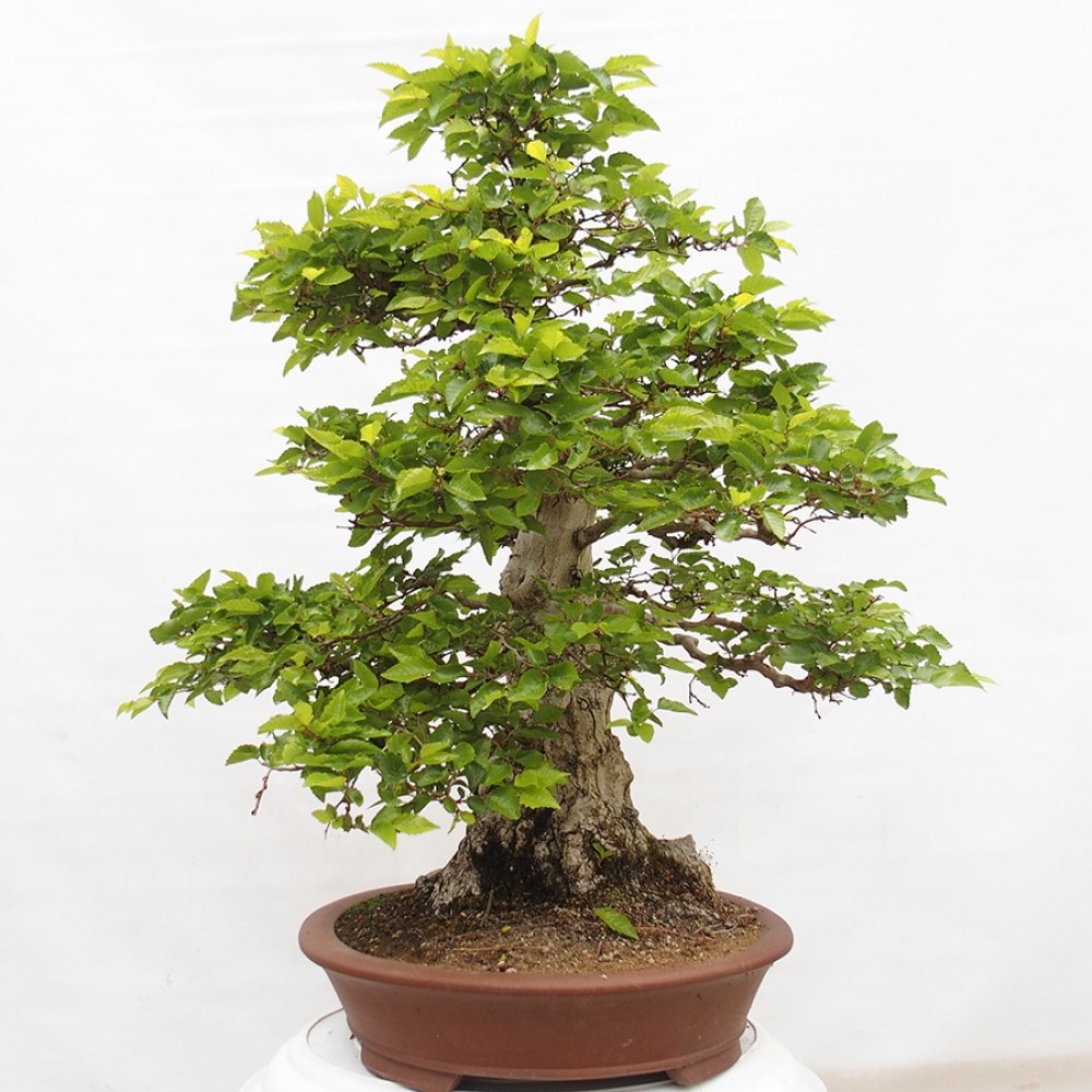 Venkovní bonsai -Carpinus CARPINOIDES - Habr korejský