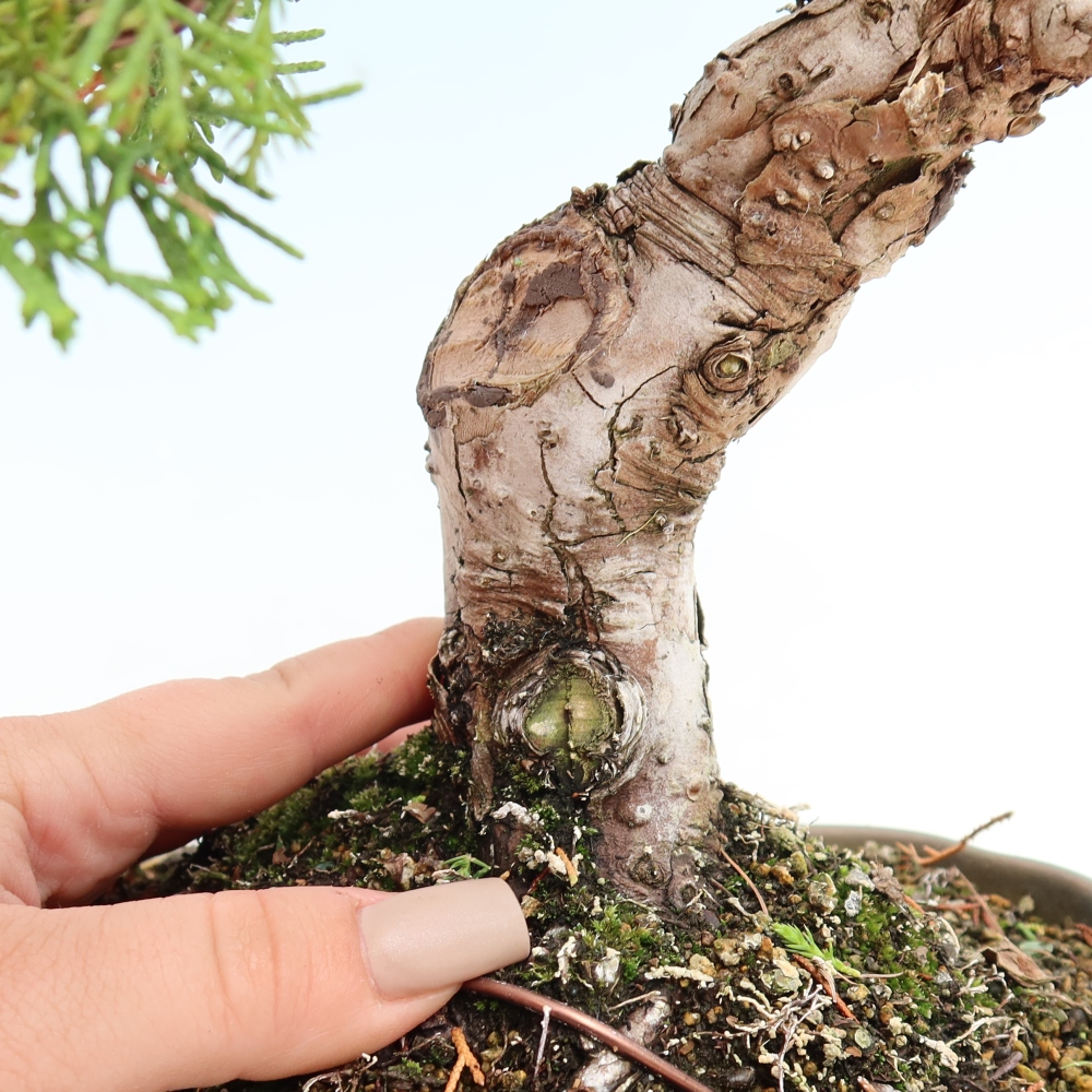 Venkovní bonsai - Juniperus chinensis Itoigawa-Jalovec čínský
