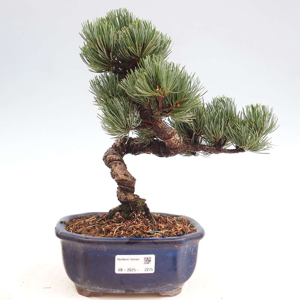 Venkovní bonsai - Pinus parviflora - Borovice drobnokvětá