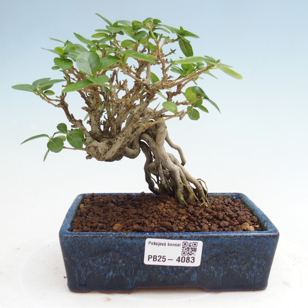 Pokojová bonsai - Premna serratifolia  - Kozlovoň malolistá