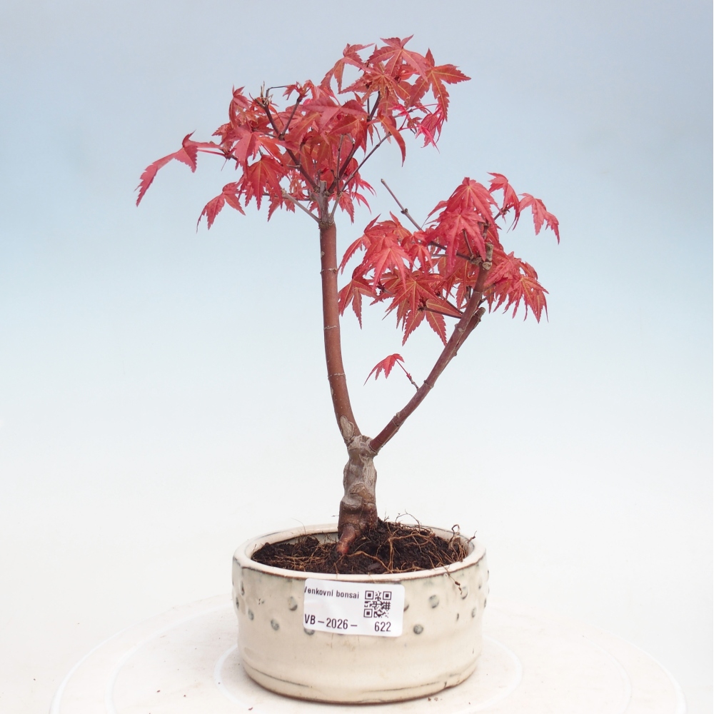Venkovní bonsai - Javor dlanitolistý - Acer palmatum DESHOJO