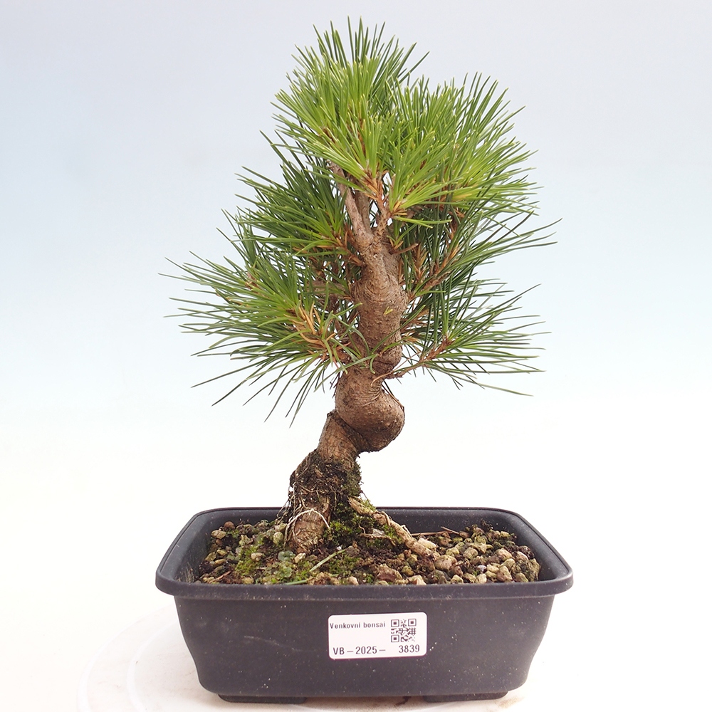Venkovní bonsai - Pinus thunbergii - Borovice thunbergova