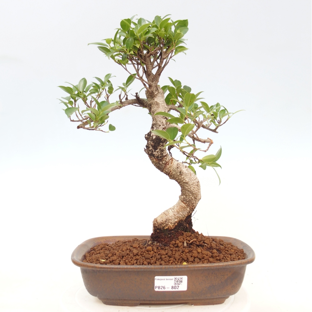 Pokojová bonsai - Ficus kimmen -  malolistý fíkus
