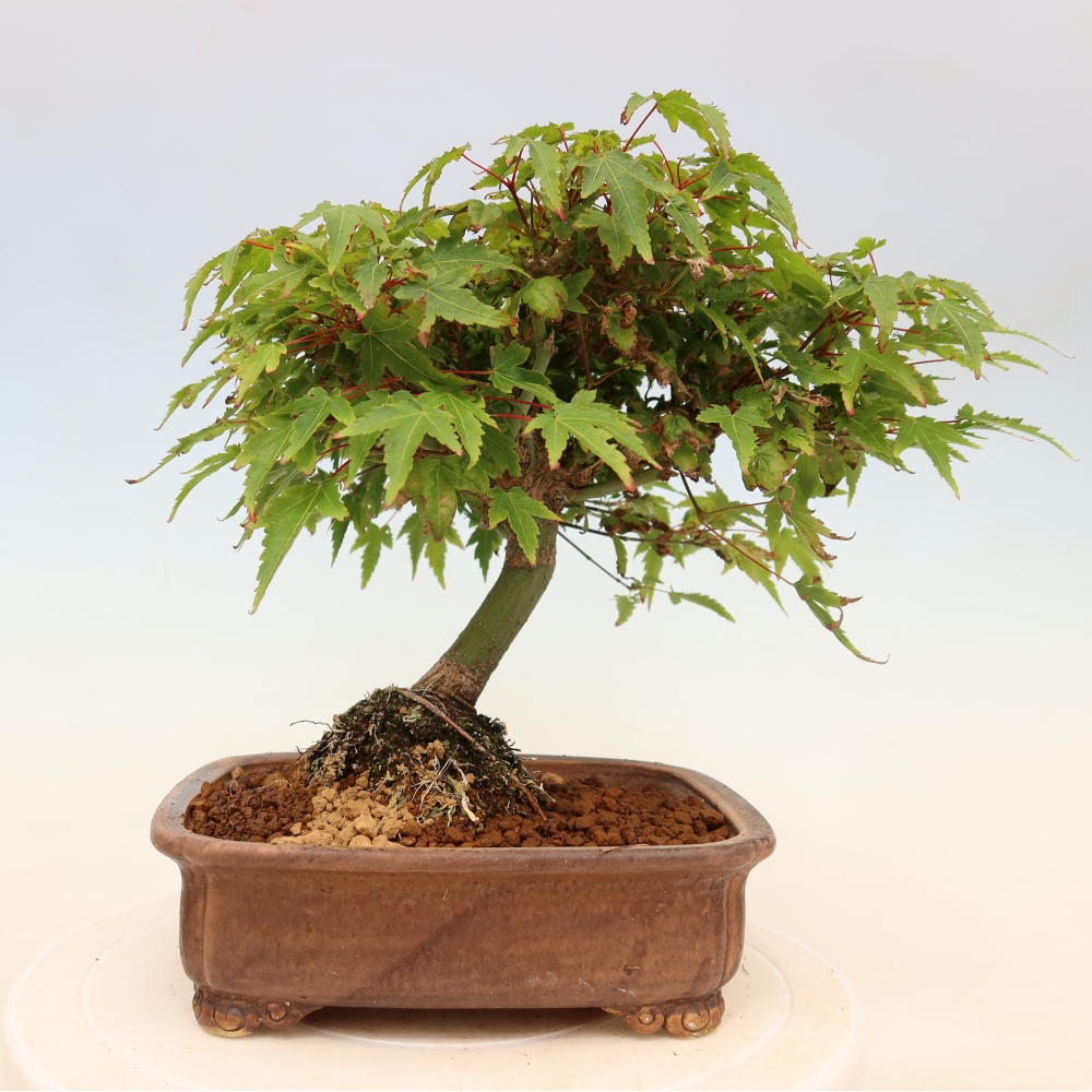 Acer palmatum KIOHIME - Javor dlanitolistý