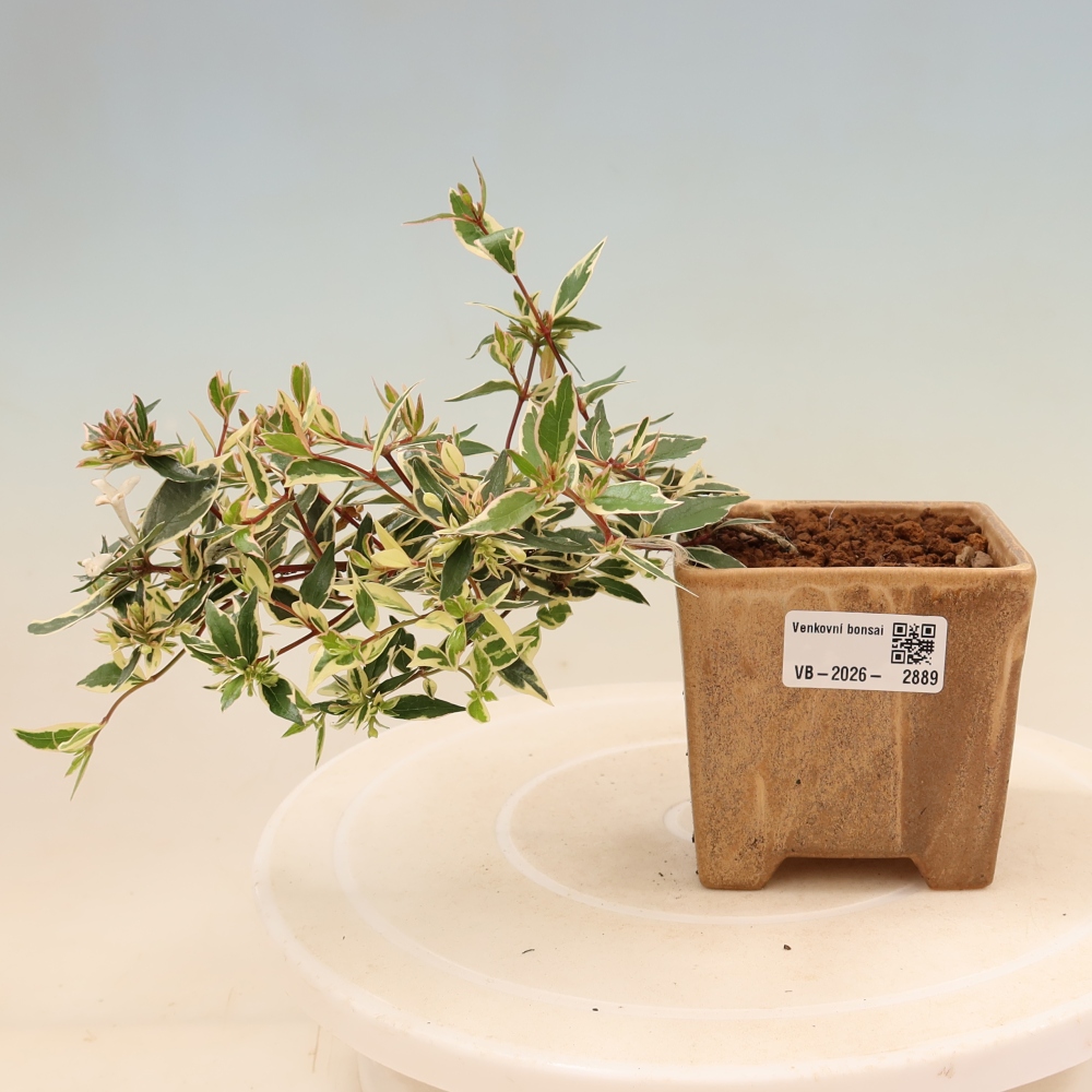 Venkovní bonsai - Abelia gr. Confetti - Abélie velkokvětá