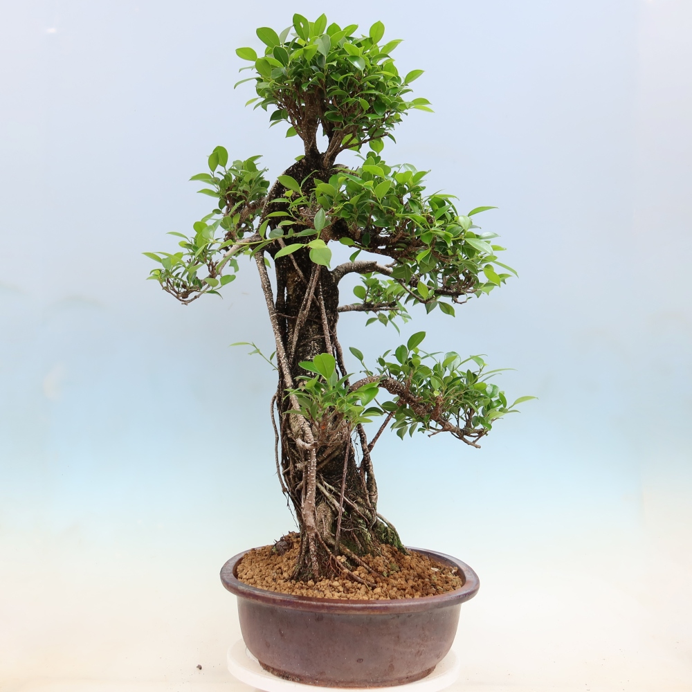 Pokojová bonsai - Ficus kimmen -  malolistý fíkus