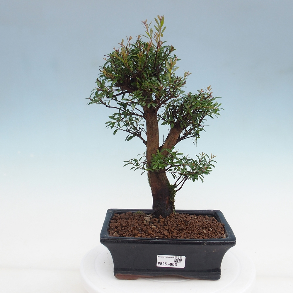 Pokojová bonsai - Syzygium - Pimentovník
