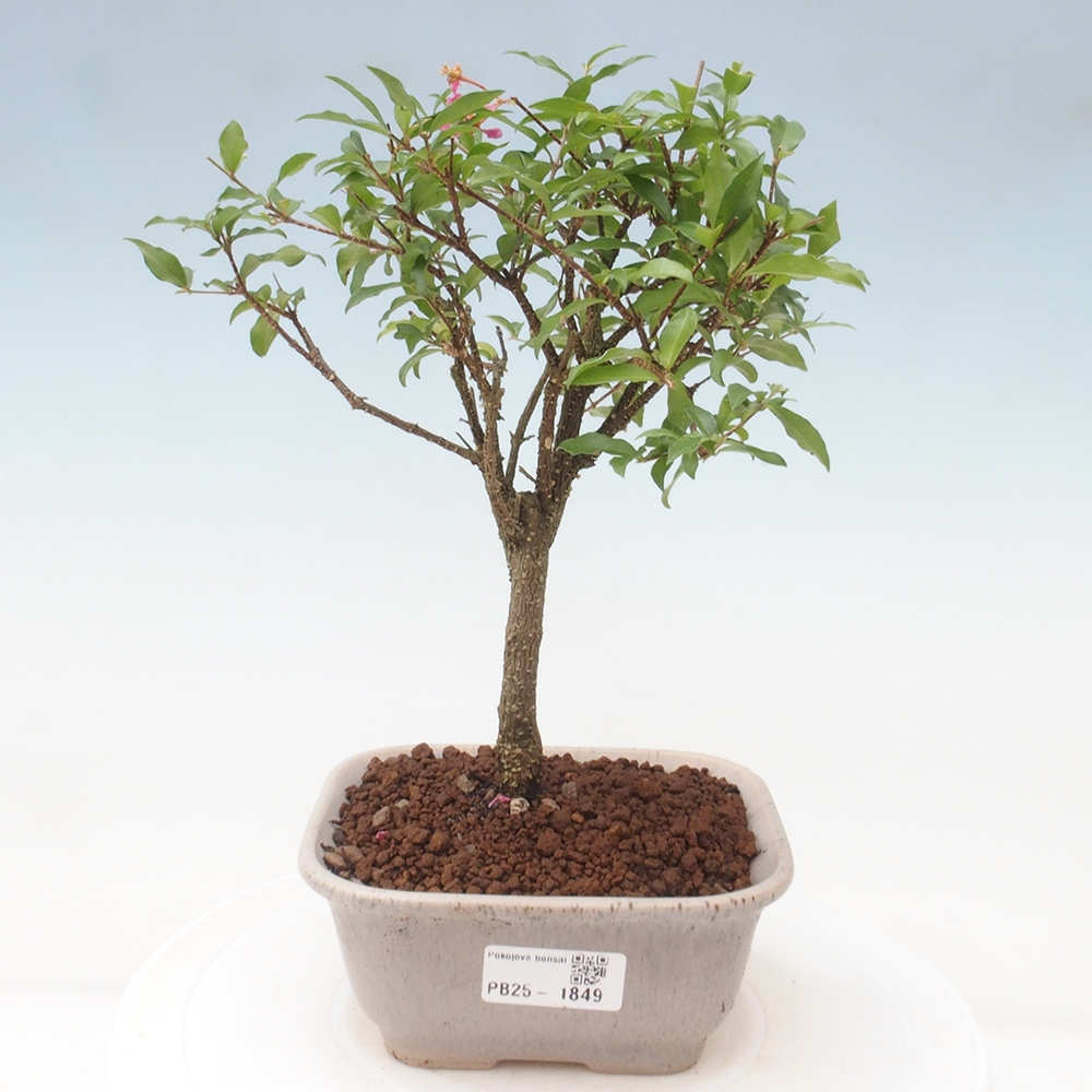 Pokojová bonsai - Malpighia coccigera- Barbdorská třešeň