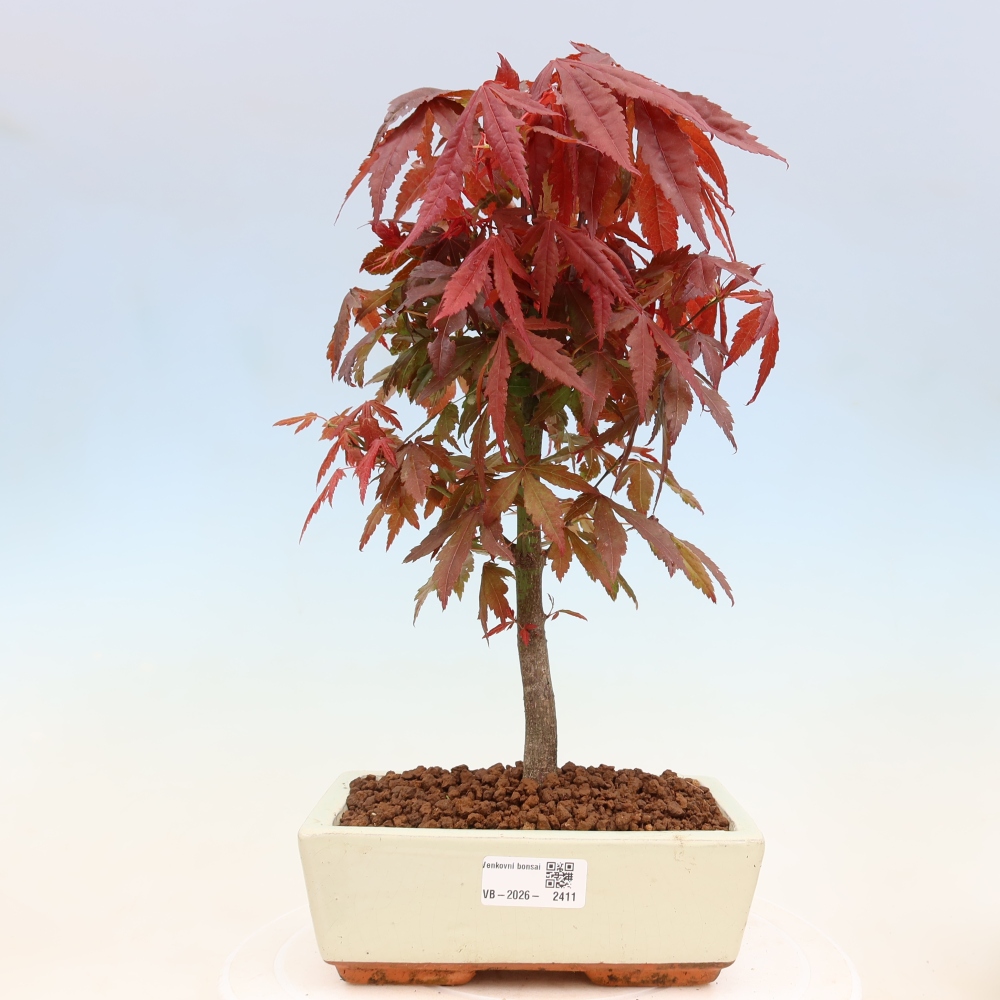 Venkovní bonsai - Acer palm. Atropurpureum-Javor dlanitolistý