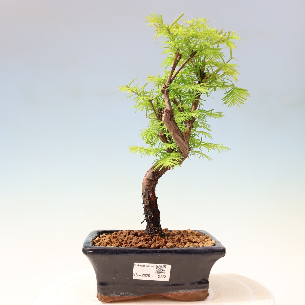 Venkovní bonsai - Metasequoia glyptostroboides - Metasekvoje čínská