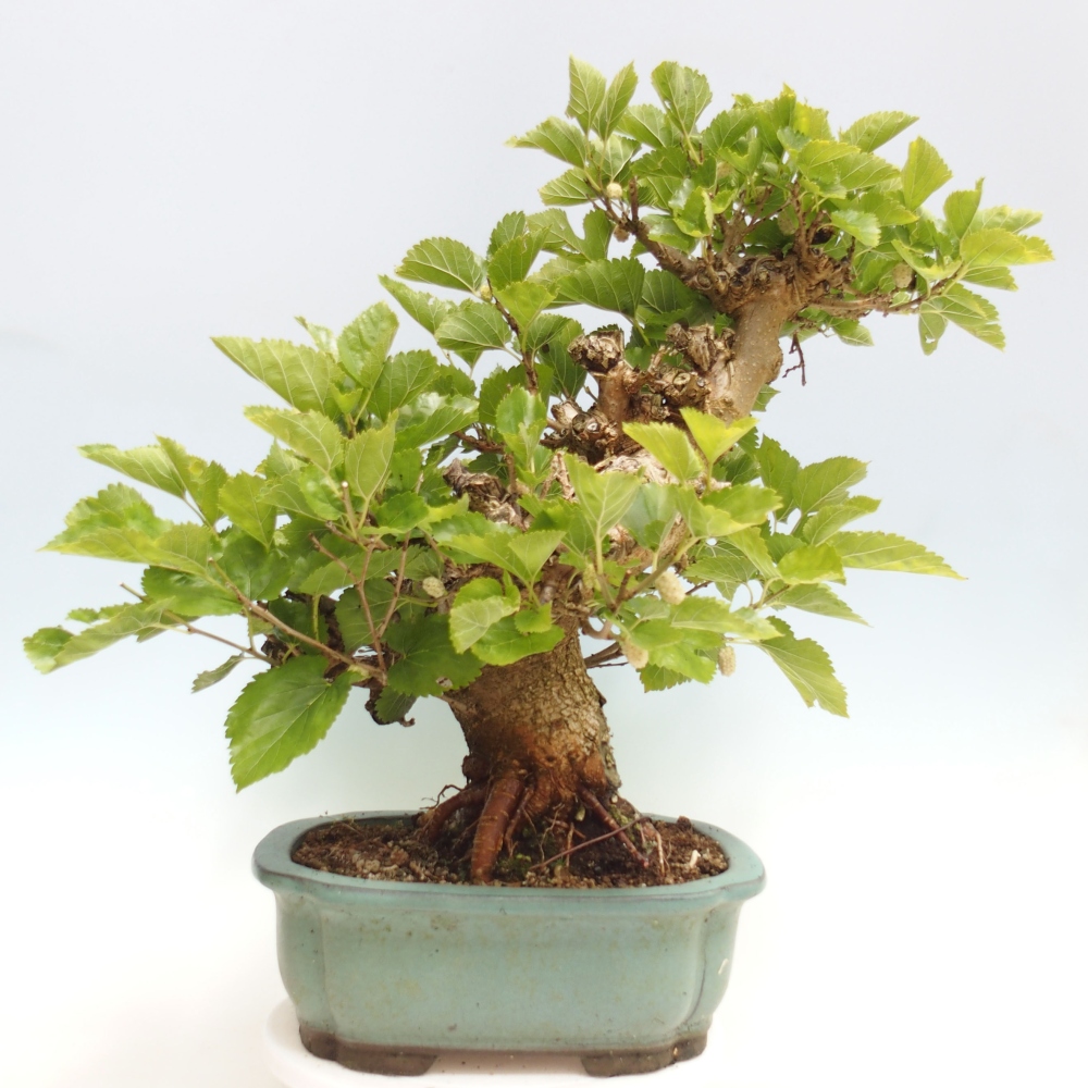Venkovní bonsai -Morus alba - moruše